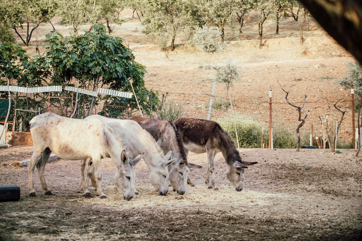 Donkey Serum