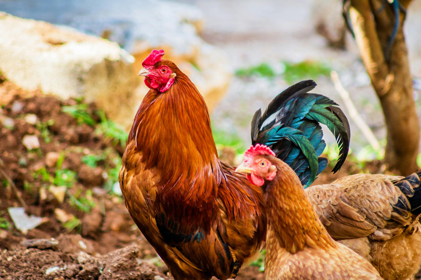 Chicken Serum