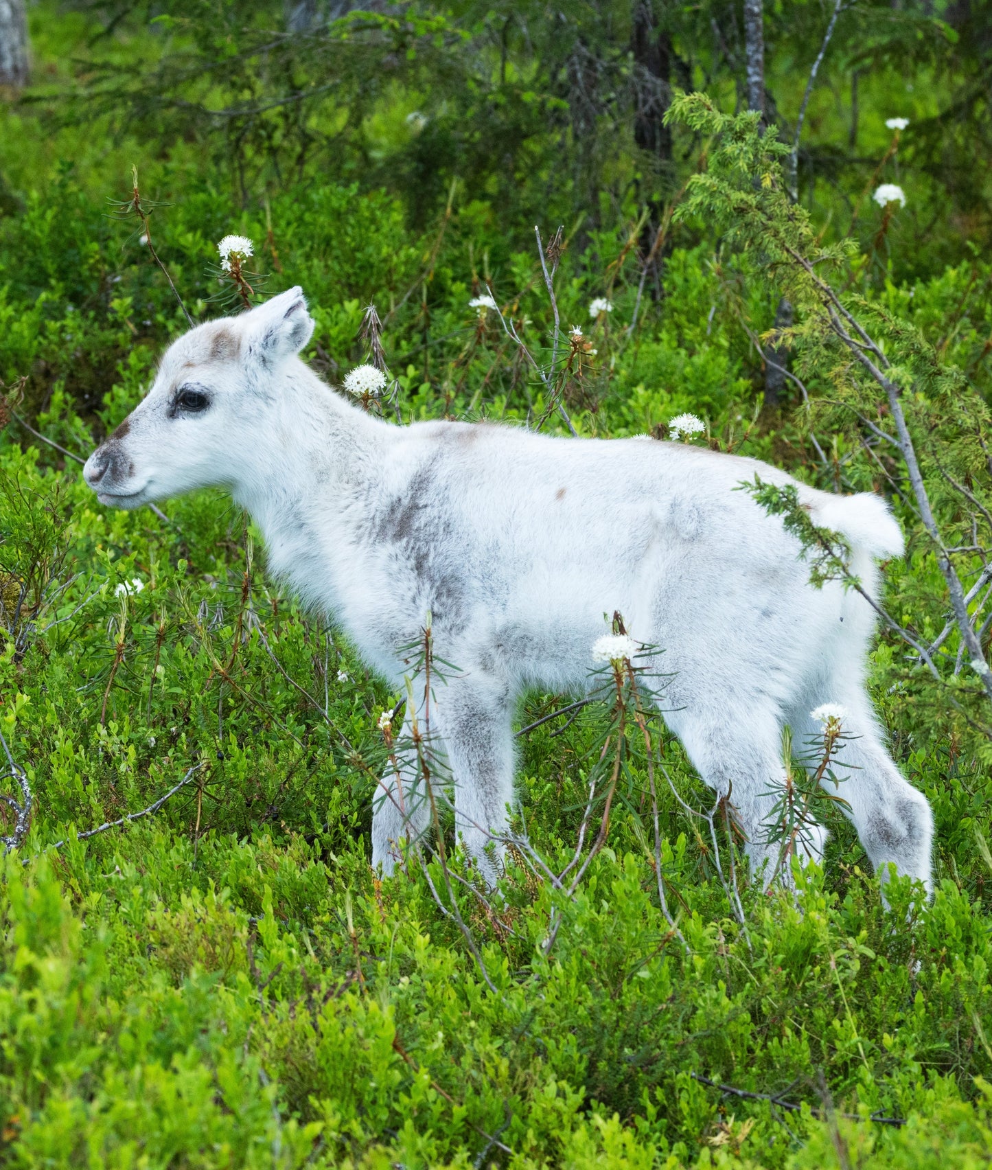 Sérum de Veau Nouveau Né