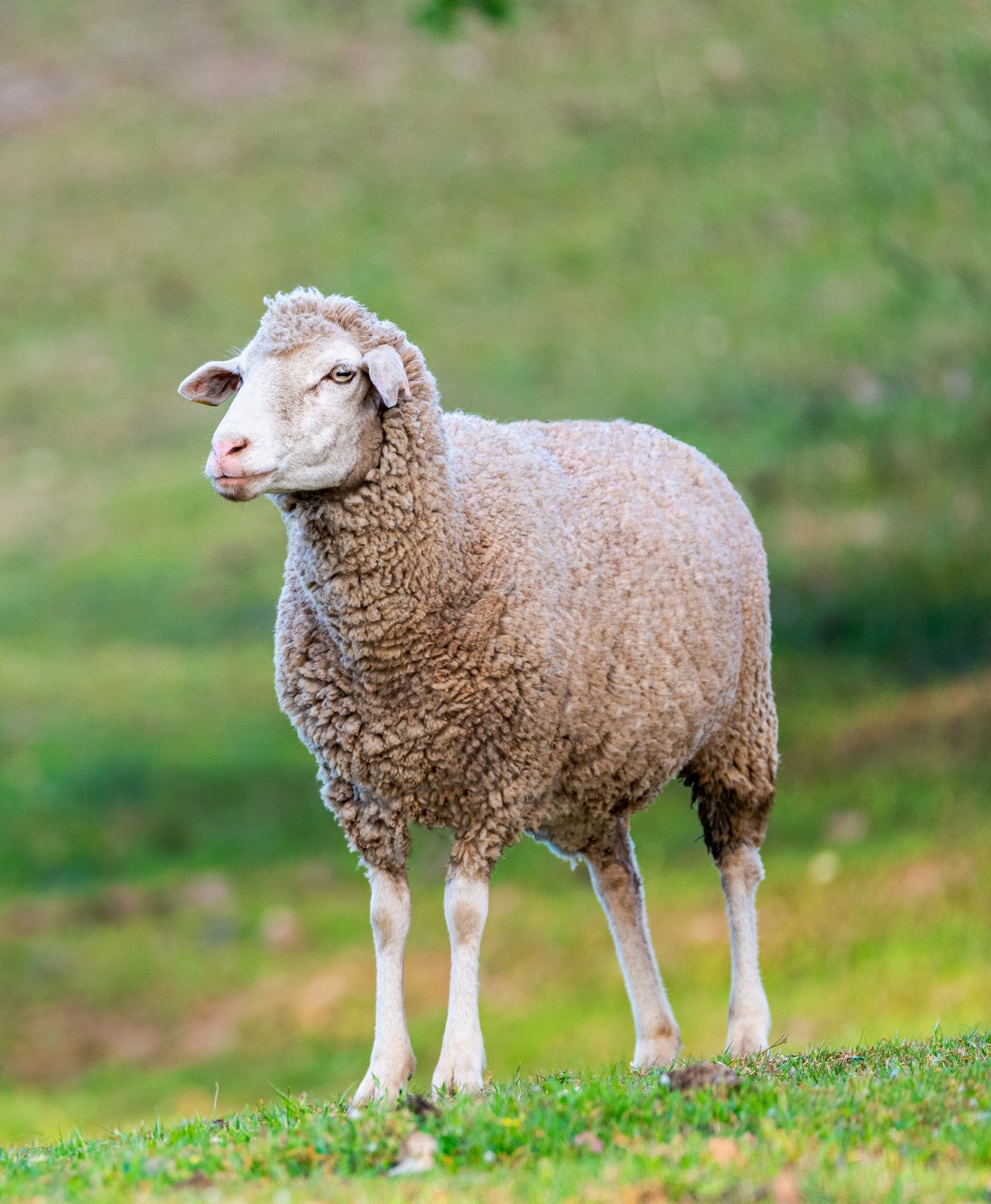 Sérum de Mouton