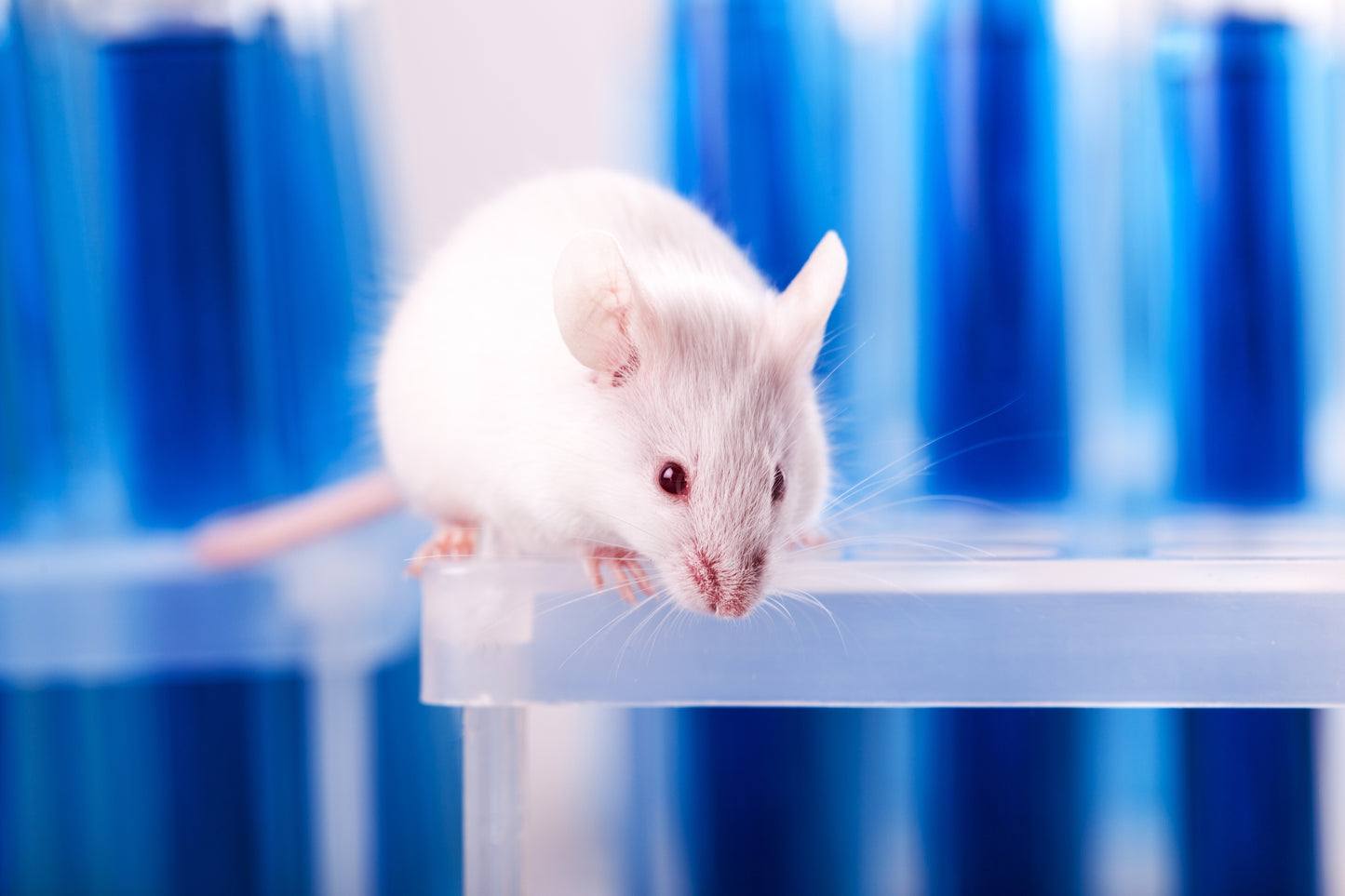 Sérum de Souris