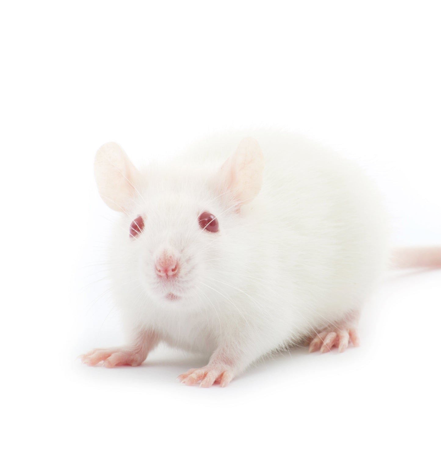 Sérum de Rat