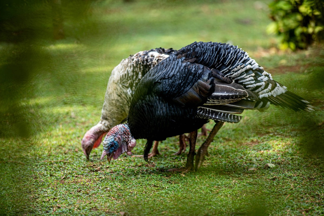 Whole Turkey Blood