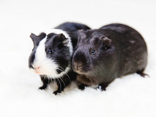 Guinea Pig Red Blood Cells