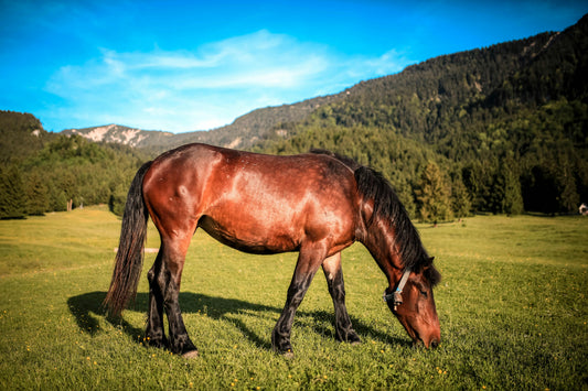 Horse Red Blood Cells