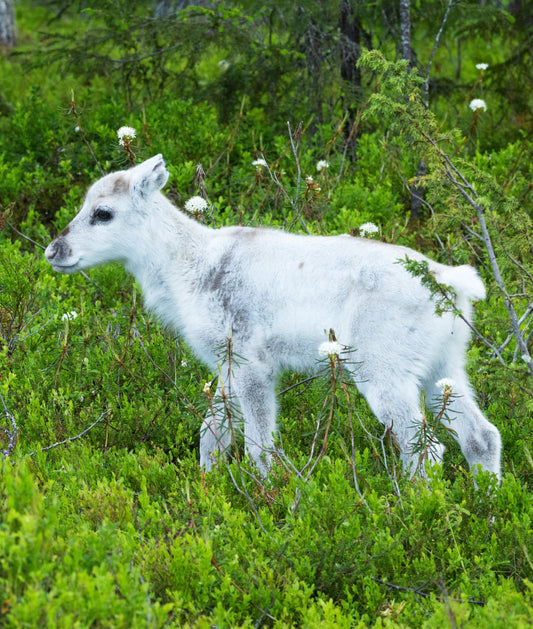 Sérum de Veau Nouveau Né