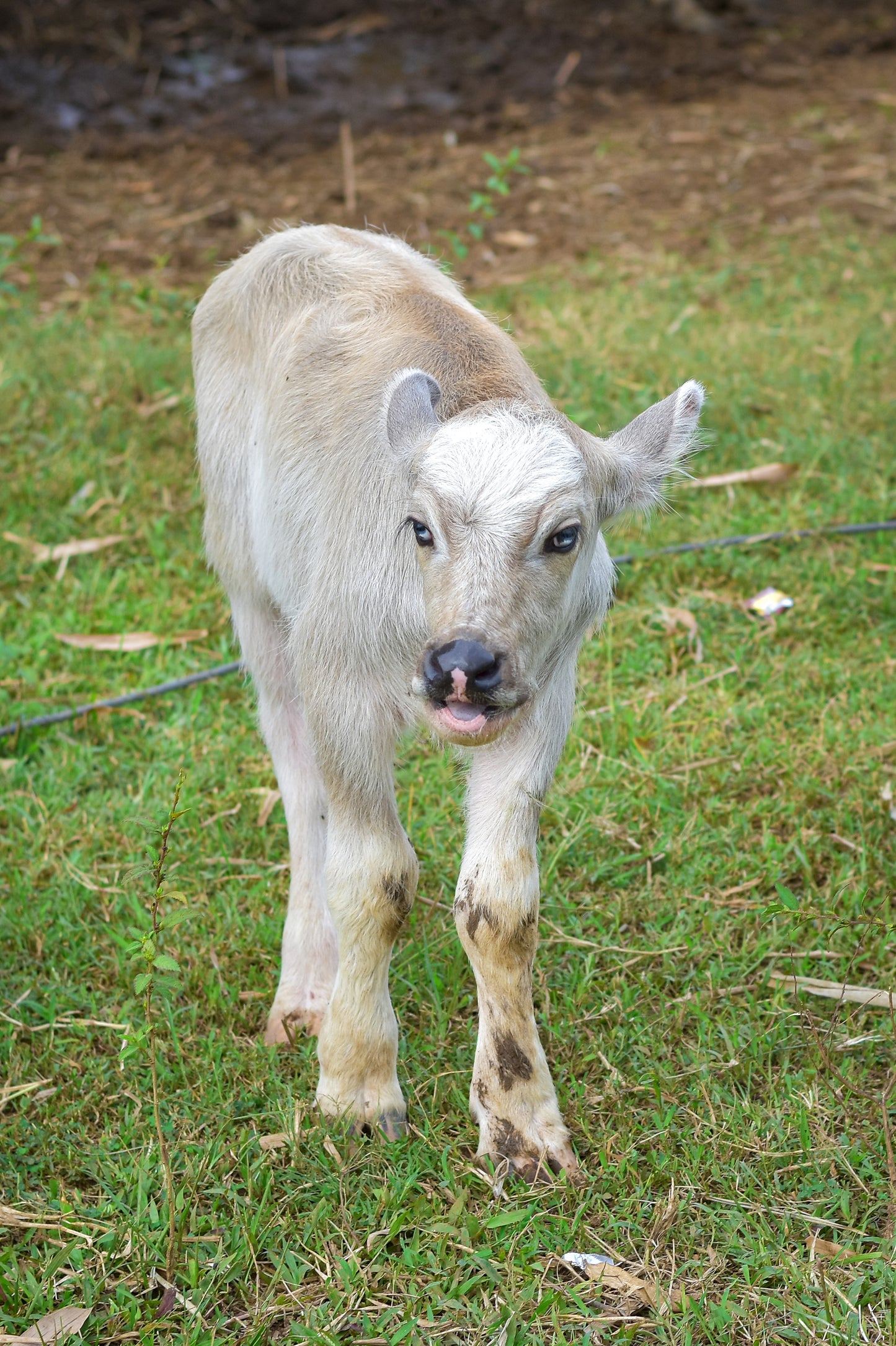 Calf Serum
